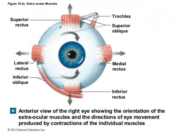 عضلات خارج چشمی و نحوه ارزیابی آنها